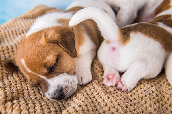 Jack Russell terrier cachorros dormir dulcemente en una cama suave —  Fotos de Stock