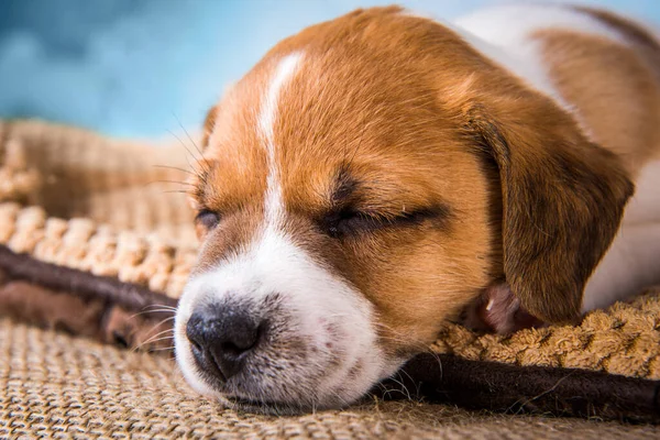 Jack Russell terrier cachorro dormir dulcemente en una cama suave —  Fotos de Stock