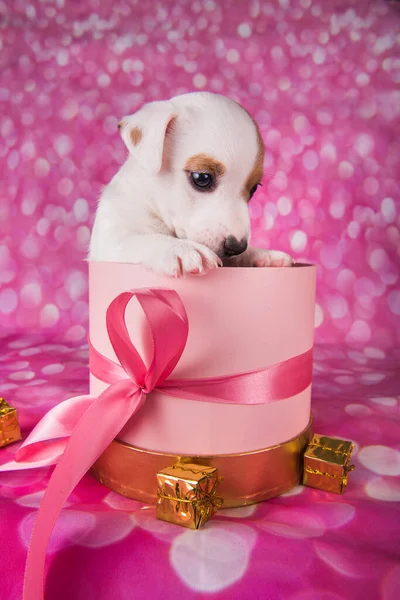 Cute jack russel terrier szczeniak w różowym pudełku prezent — Zdjęcie stockowe