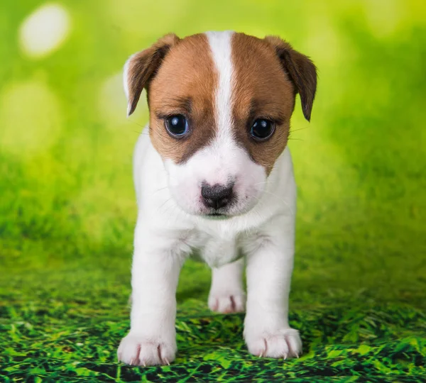 Jack Russell Terrier Valp Hund Grön Bakgrund — Stockfoto