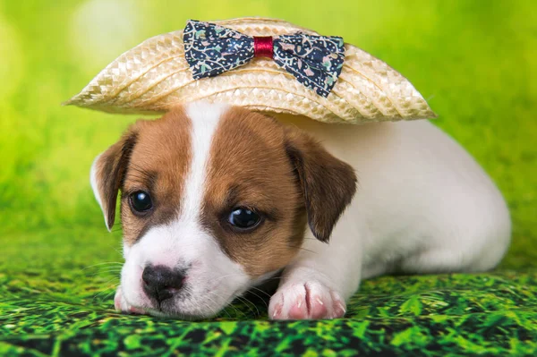 Jack Russell Terrier Cucciolo Cane Cappello Sfondo Verde — Foto Stock
