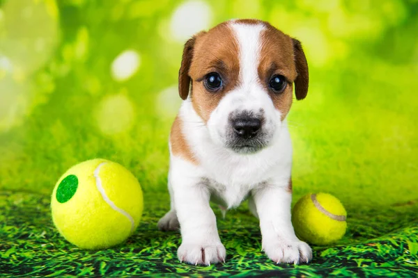 Giocoso Felice Jack Russell Terrier Cane Cucciolo Con Palla Tennis — Foto Stock