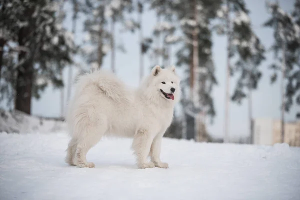 Samoyed Chien Blanc Est Sur Neige Extérieur Sur Fond Hiver — Photo