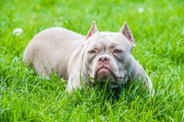 Bir cep leylağı rengi Amerikan kabadayı köpeği yeşil çimlerin üzerinde yatıyor. Orta boy, kaslı gövdeli, tıkalı kafalı ve ağır kemik yapısı olan bir köpek..