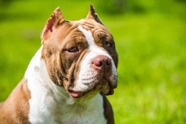 Çikolata rengi Amerikan Bully köpeği yeşil çimlerin üzerinde. Orta boy, kaslı gövdeli, tıkalı kafalı ve ağır kemik yapısı olan bir köpek..