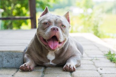Leylak rengi Amerikan Kabadayı köpeği dışarıdaki evi koruyor..