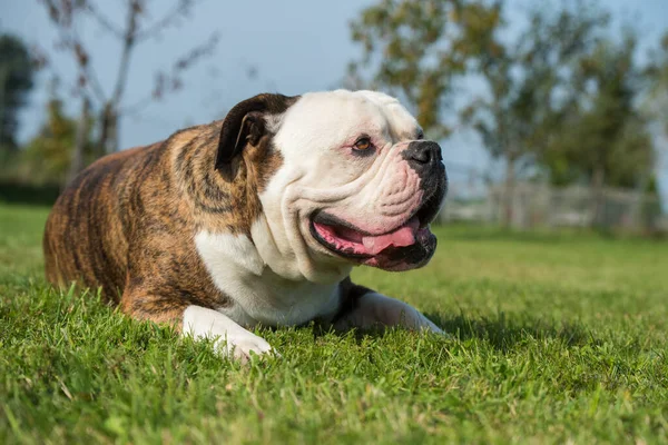Brindle Kabát Amerikai Bulldog Portré Udvaron — Stock Fotó