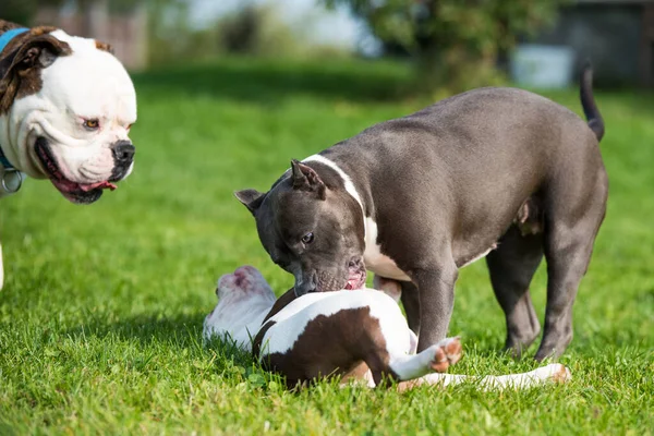 White American Bully puppy dog and blue brindle American Staffordshire Terrier dog playing on green grass.