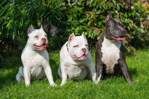 Deux Chiens Blancs Bully American Chiots Brindle Bleu American Staffordshire — Photo