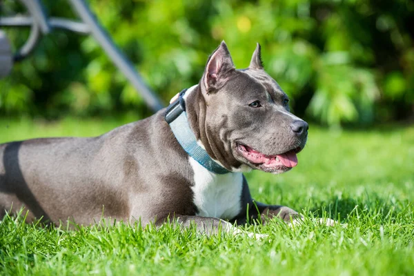 Weiblicher Blaugestromter American Staffordshire Terrier Hund Oder Amstaff Nahaufnahme Der — Stockfoto