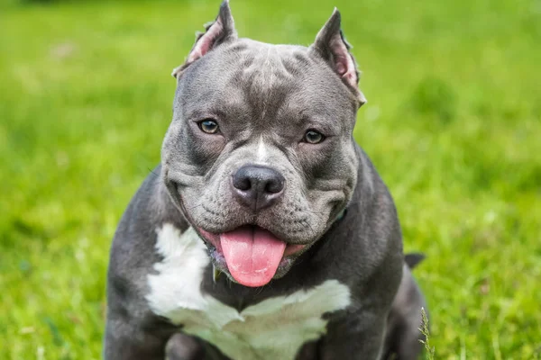 Blauw Haar American Bully Dog Vrouwtje Close Portret Buiten Groen — Stockfoto