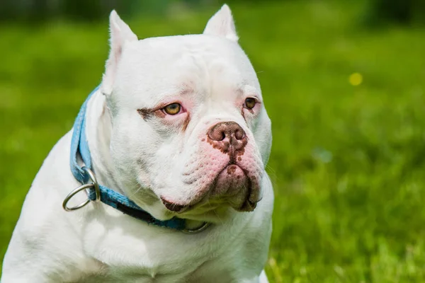 緑の芝生の上の外に白いアメリカのいじめ犬の男性のクローズアップ肖像画 小型かさばる筋肉体 ブロック状の頭と重い骨構造を持つ中型犬 — ストック写真