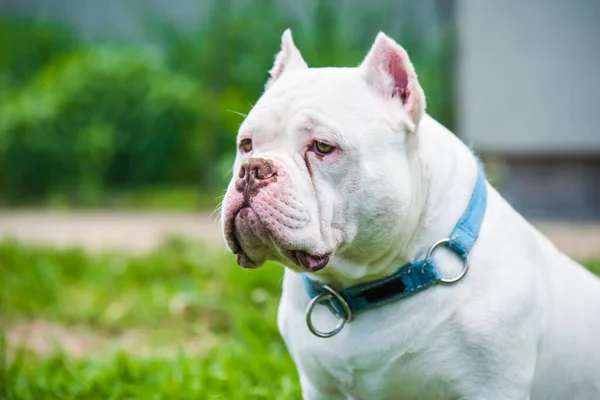 Білий Американський Хуліганський Пес Зеленій Траві Середній Розмір Собаки Компактним — стокове фото