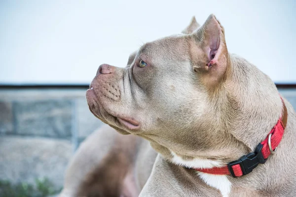 Kolor Liliowy American Bully Pies Pilnuje Domu Zewnątrz — Zdjęcie stockowe