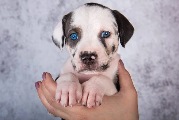 ルイジアナ州Catahoulaヒョウ犬子犬クローズアップ肖像画上の手で灰色の背景 — ストック写真