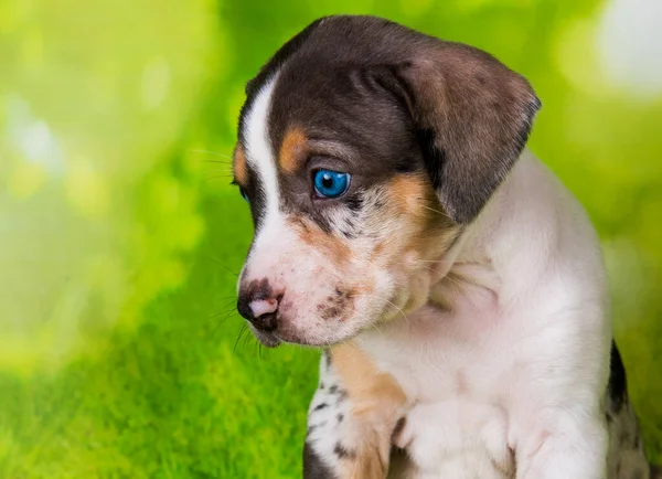 Louisiana Catahoula Leopard Dog Szczeniak Zbliżenie Portret Zielonym Tle — Zdjęcie stockowe