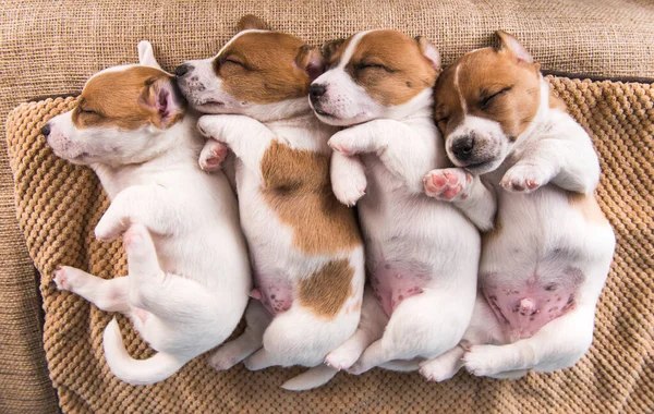 Bonito Jack Russell Terrier Cachorros Dormir Docemente Uma Cama Macia — Fotografia de Stock