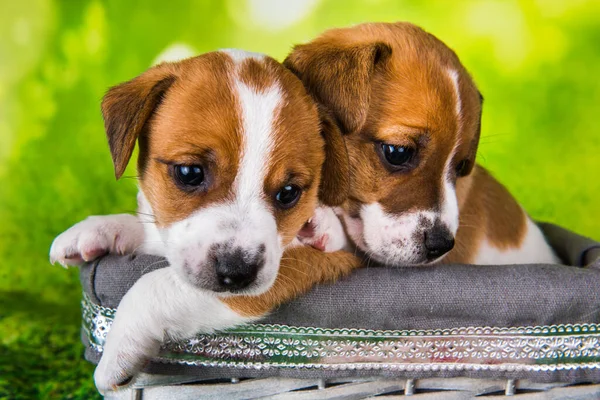 Twee Schattige Jack Russell Terrier Puppies Zitten Een Pasen Rieten — Stockfoto