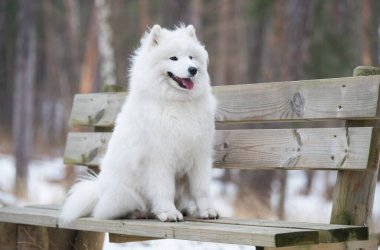 Samoyed beyaz köpek kış ormanında bir bankta oturuyor..