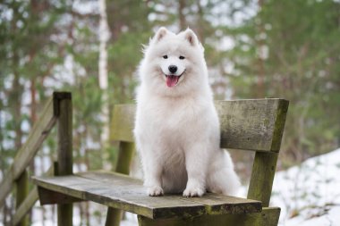 Samoyed beyaz köpek kış ormanında bir bankta oturuyor..