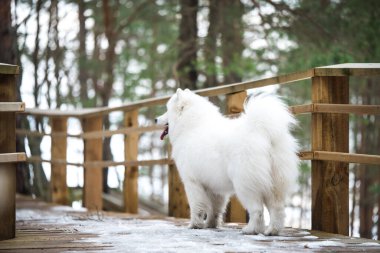 Samoyed beyaz köpek kar yolu üzerinde Saulkrasti, Letonya 'da Balta kapa