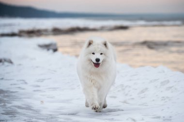 Samoyed beyaz köpek kar üzerinde koşuyor Saulkrasti plajı Letonya 'daki beyaz kum tepeciği