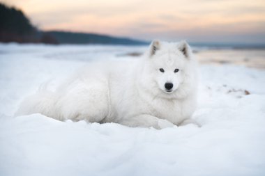 Samoyed beyaz köpek kar üzerinde Saulkrasti plajı Letonya 'da beyaz kum tepeciği