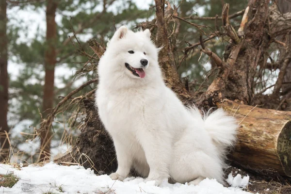 Samoyed Witte Hond Zit Het Winterbos Balta Kapa Baltische — Stockfoto