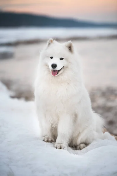 Piękny Biały Samoyed Pies Jest Śniegu Saulkrasti Plaży Biała Wydma — Zdjęcie stockowe