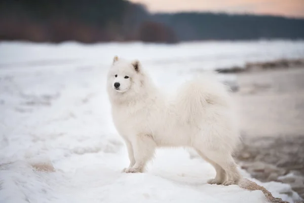美しい白いサモイド犬は雪の上にありますSaulkrastiビーチラトビアの白い砂丘 — ストック写真