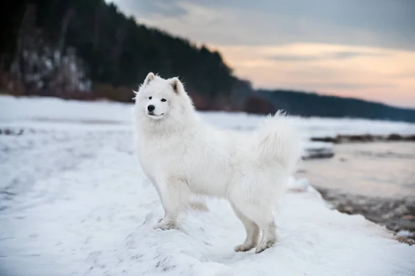 Самотній Білий Собака Знаходиться Сніговому Пляжі Саулкрасті Біла Дюна Латвії — стокове фото