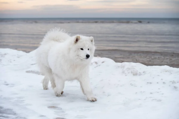 白い犬が雪の上を走っています Saulkrastiビーチラトビアの白い砂丘 — ストック写真