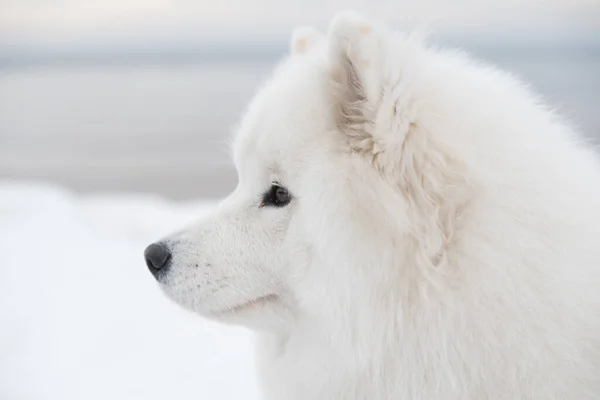 Samoyed Fehér Kutya Szájkosár Közelről Havon Saulkrasti Strand Fehér Dűne — Stock Fotó