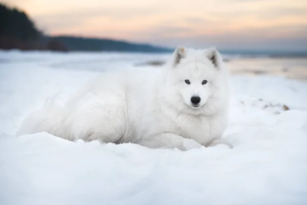 白い犬は雪の上にありますSaulkrastiビーチラトビアの白い砂丘 — ストック写真