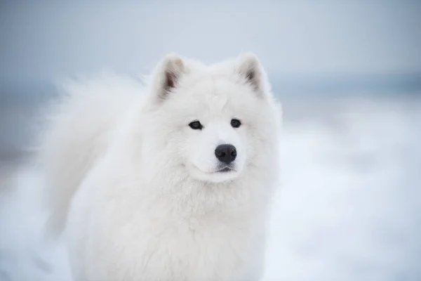 拉托维亚的索尔克拉斯蒂海滩 雪地上有一只萨莫伊白色的狗 — 图库照片