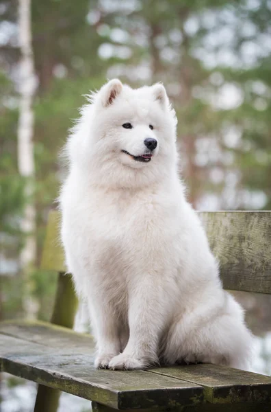 Samoyed White Dog Sitting Winter Forest Bench Stock Picture