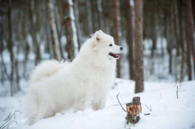 Güzel Samoyed beyaz köpeği Baltık 'ta Carnikova' da kış ormanlarında yürüyor.