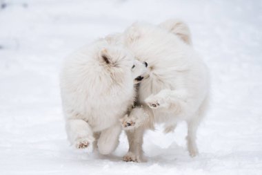 Baltık 'ta Carnikova adlı kış ormanında iki Samoyed beyaz köpeği oynuyor.