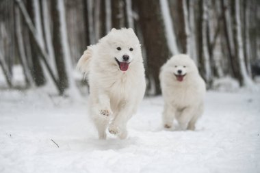 Baltık 'ta Carnikova adlı kış ormanında iki Samoyed beyaz köpeği oynuyor.
