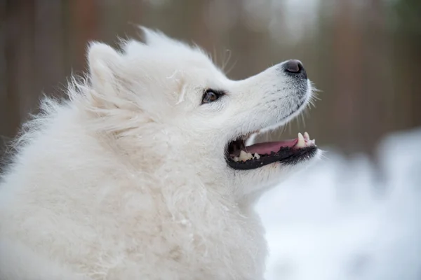 美しいサモイドの白い犬の肖像画のクローズアップは 冬の森 バルト海のカルニコワにあります — ストック写真