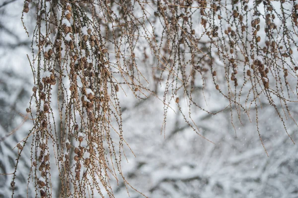 冬の背景に小さなコーンを持つ木の枝 — ストック写真