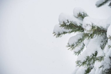 Kış ormanlarında kar altında bir Noel ağacının dalları. Noel kutlaması