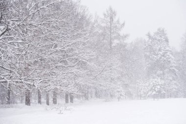 Karlı ağaçlar ve kar taneleri olan kış manzarası. Noel konsepti