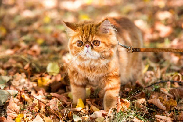 Junge Niedliche Rote Perserkatze Mit Großen Orangen Runden Augen Mit — Stockfoto