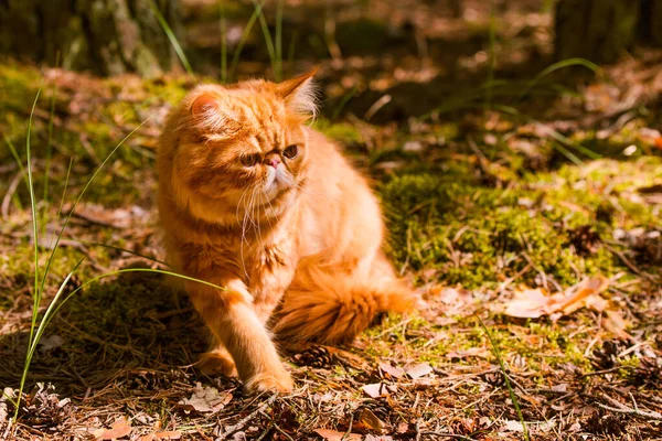 Lustige Junge Süße Rote Perserkatze Mit Großen Orangen Runden Augen — Stockfoto