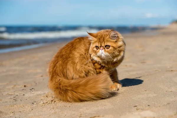 Gato Persa Rojo Está Sentado Playa Del Mar Báltico — Foto de Stock