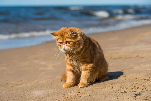 Gato Persa Rojo Está Sentado Playa Del Mar Báltico — Foto de Stock