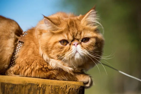 Gato Persa Rojo Divertido Con Una Correa Que Camina Playa — Foto de Stock