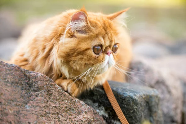 색둥근 페르시아 고양이의 — 스톡 사진