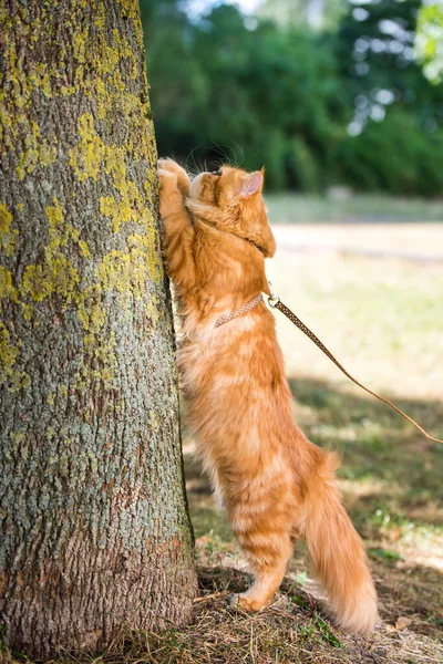 Персидская Красная Кошка Стоит Задних Лапах Точит Когти Дереве — стоковое фото